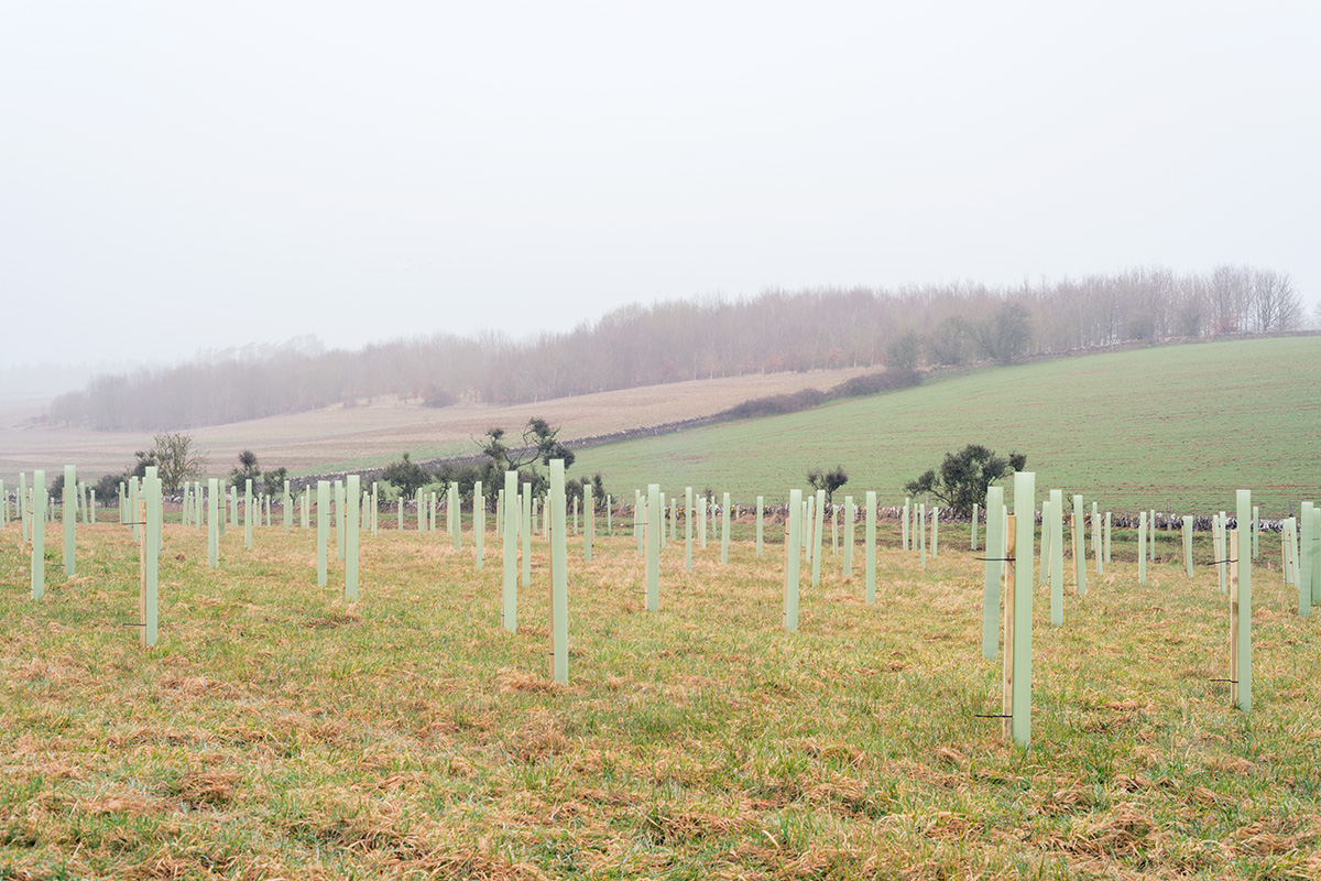 A field with newly planted saplings in protective tubes, in Condicote near Stow-on-the-Wold in the Cotswolds