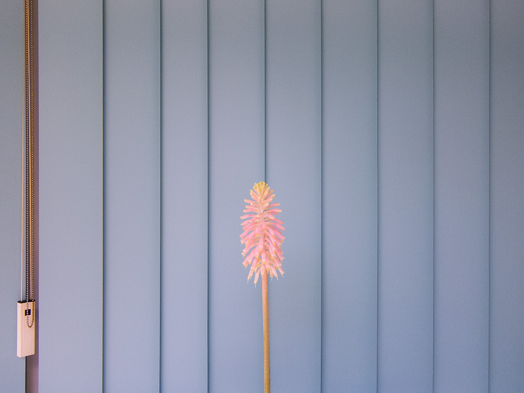 An exotic flower in front of office window blinds