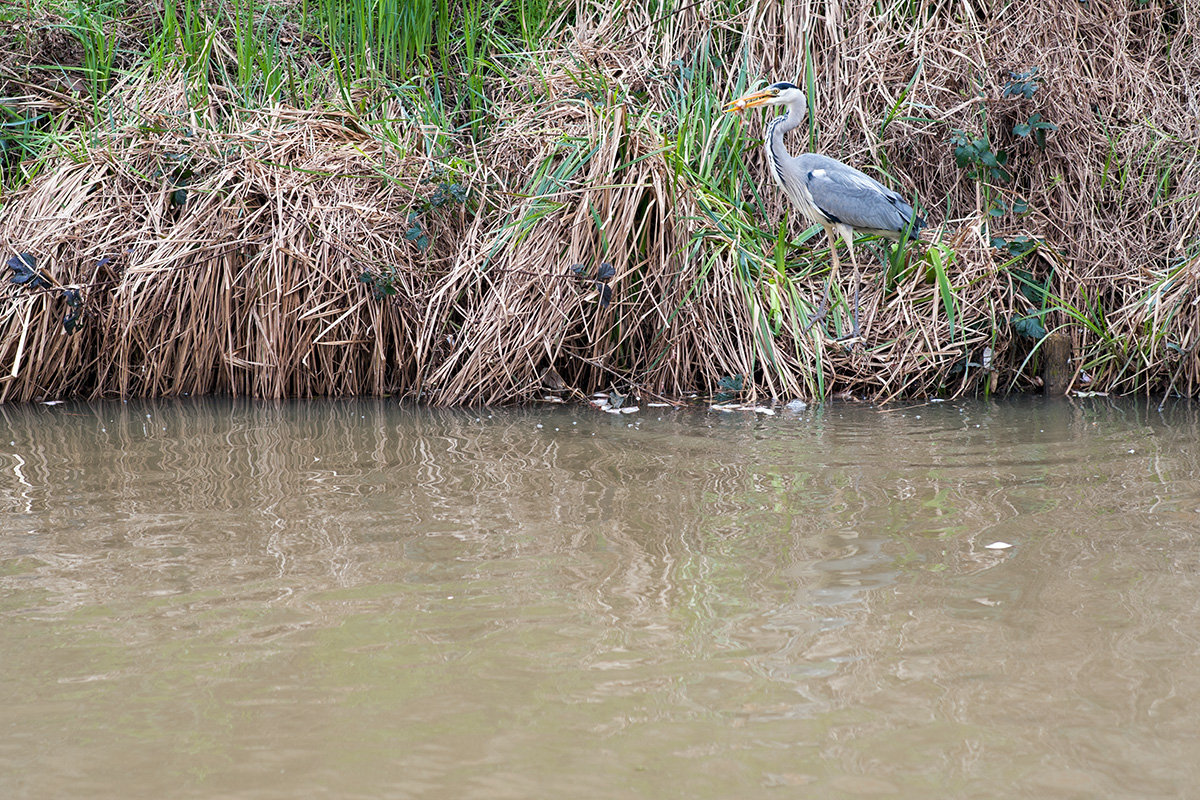 A heron fishing in the Stratford-upon-Avon Canal