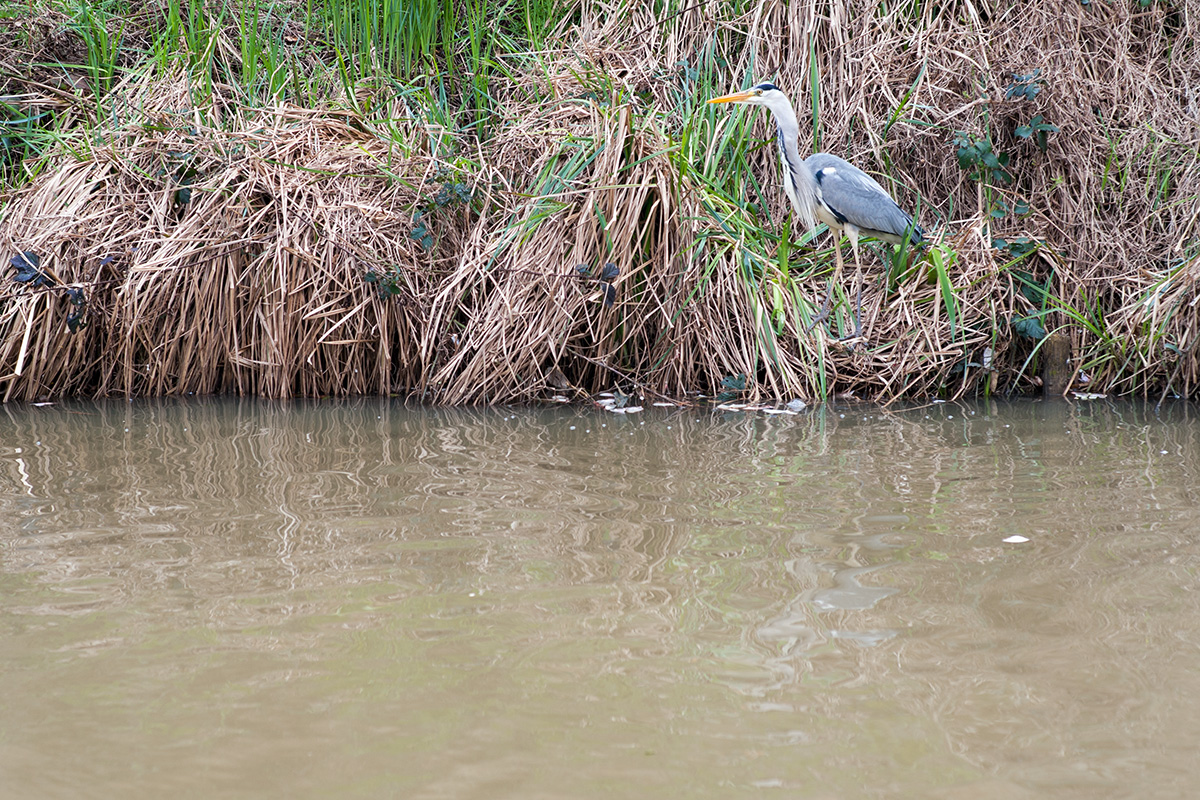 A heron fishing in the Stratford-upon-Avon Canal