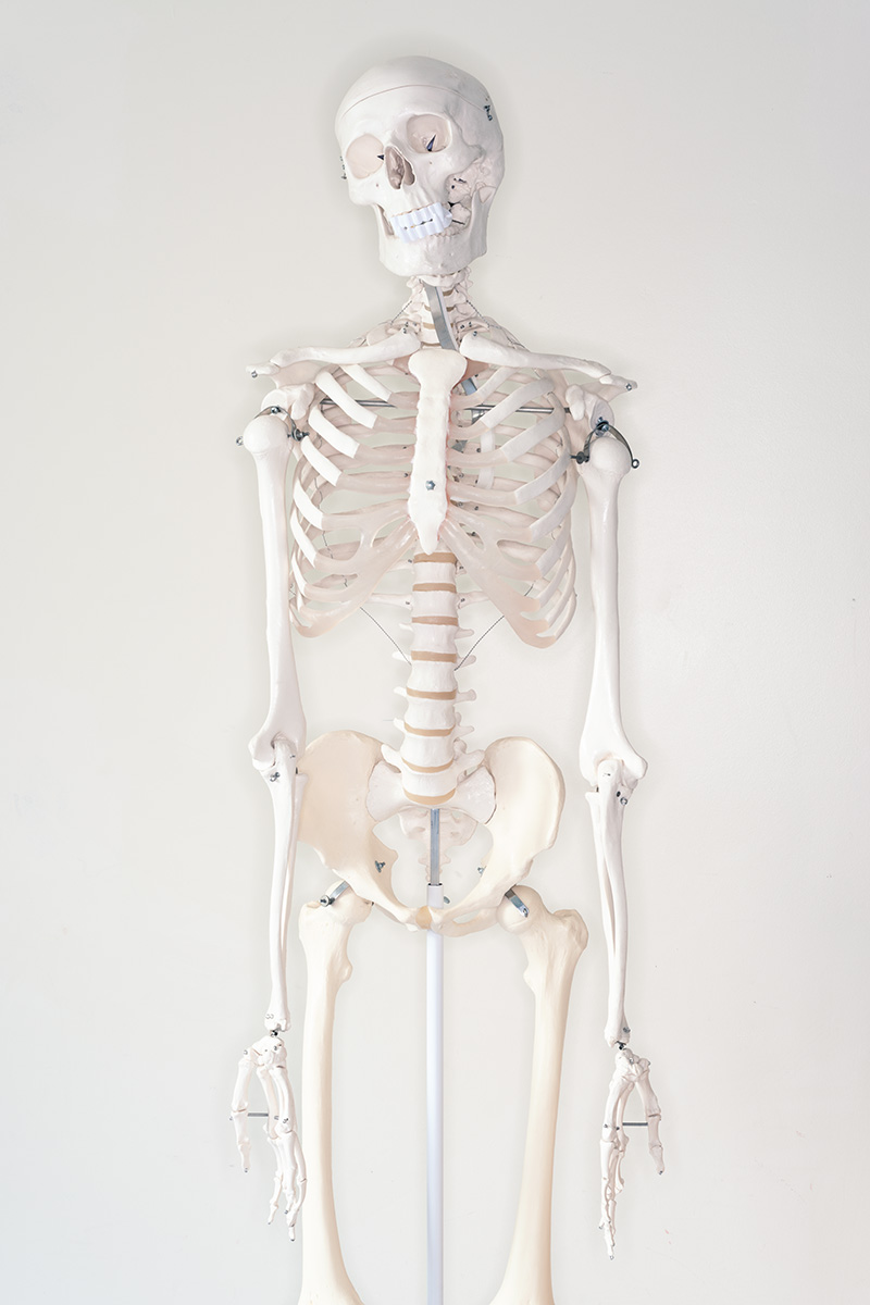 A medical skeleton wearing fancy dress vampire teeth