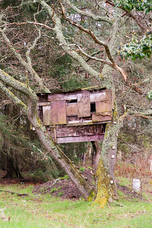 A treehouse, possibly a hunters' hide, in woodland on the Black Isle