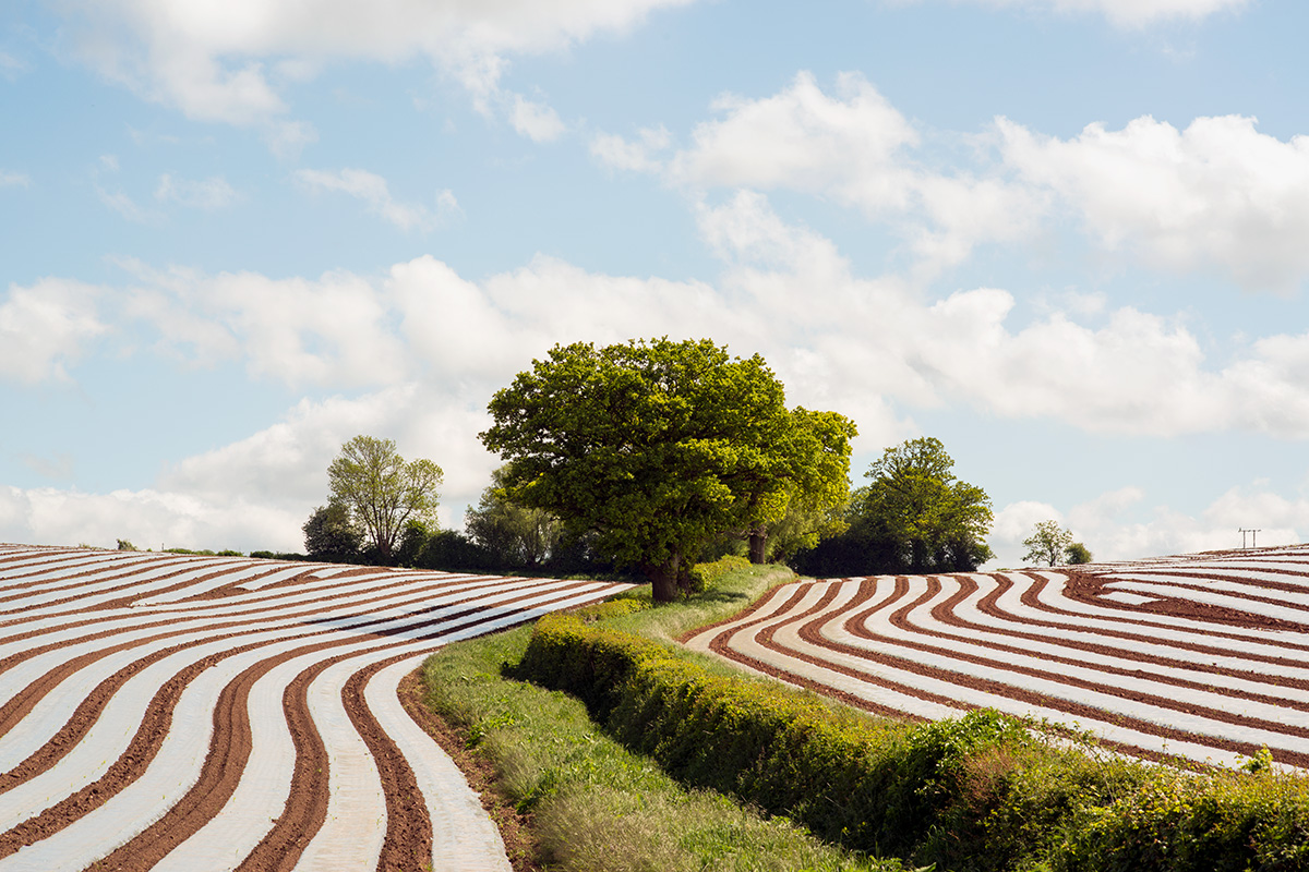 Field with polythene covered rows of seedlings