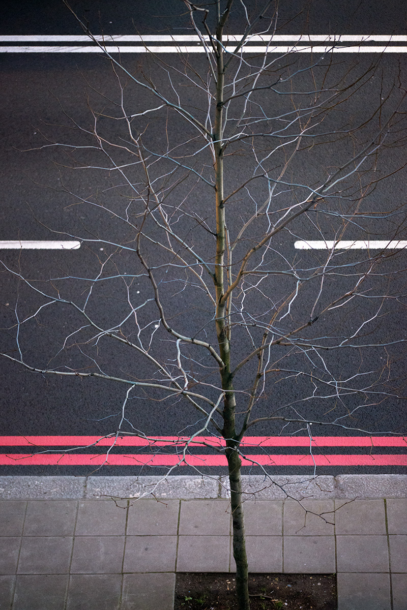 A tree on The Strand, seen from the Somerset House patio