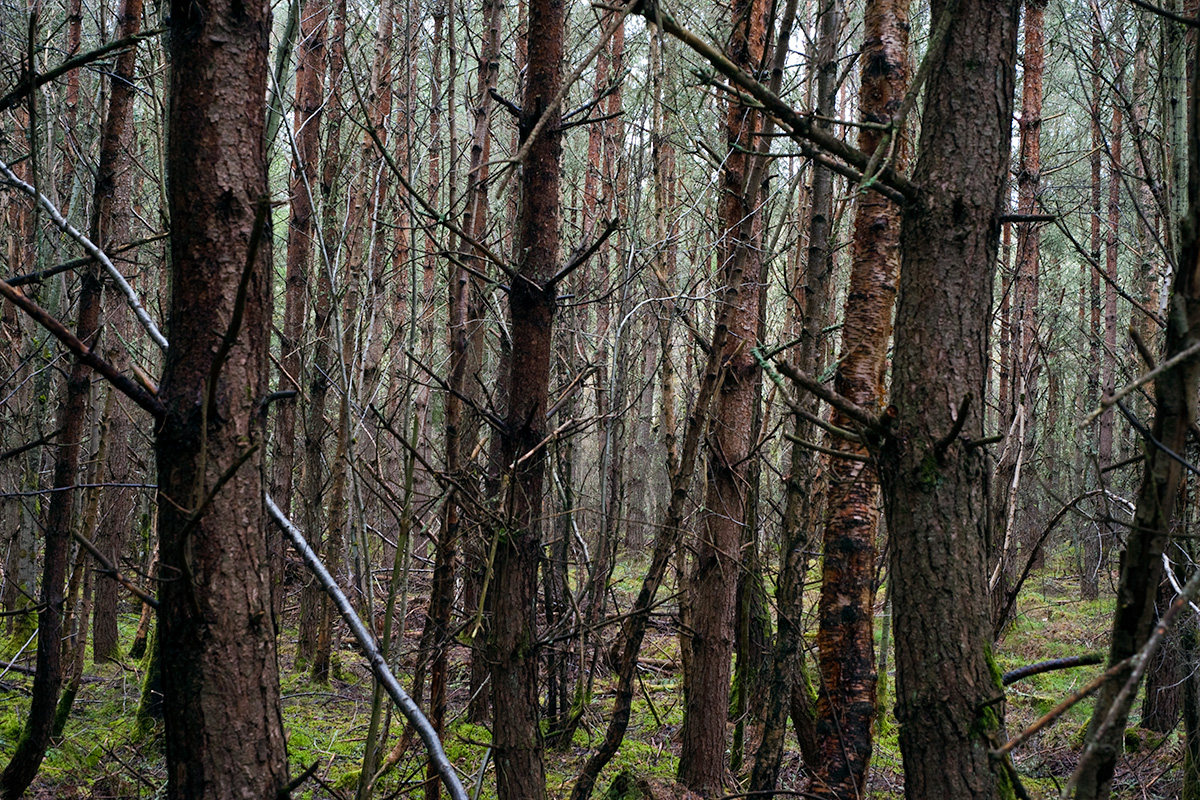 Woodland, Black Isle