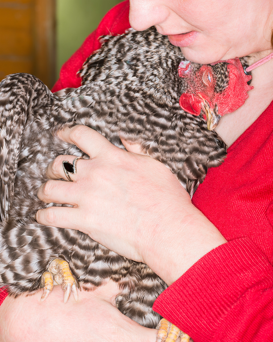 A maran chicken leaning into her owner