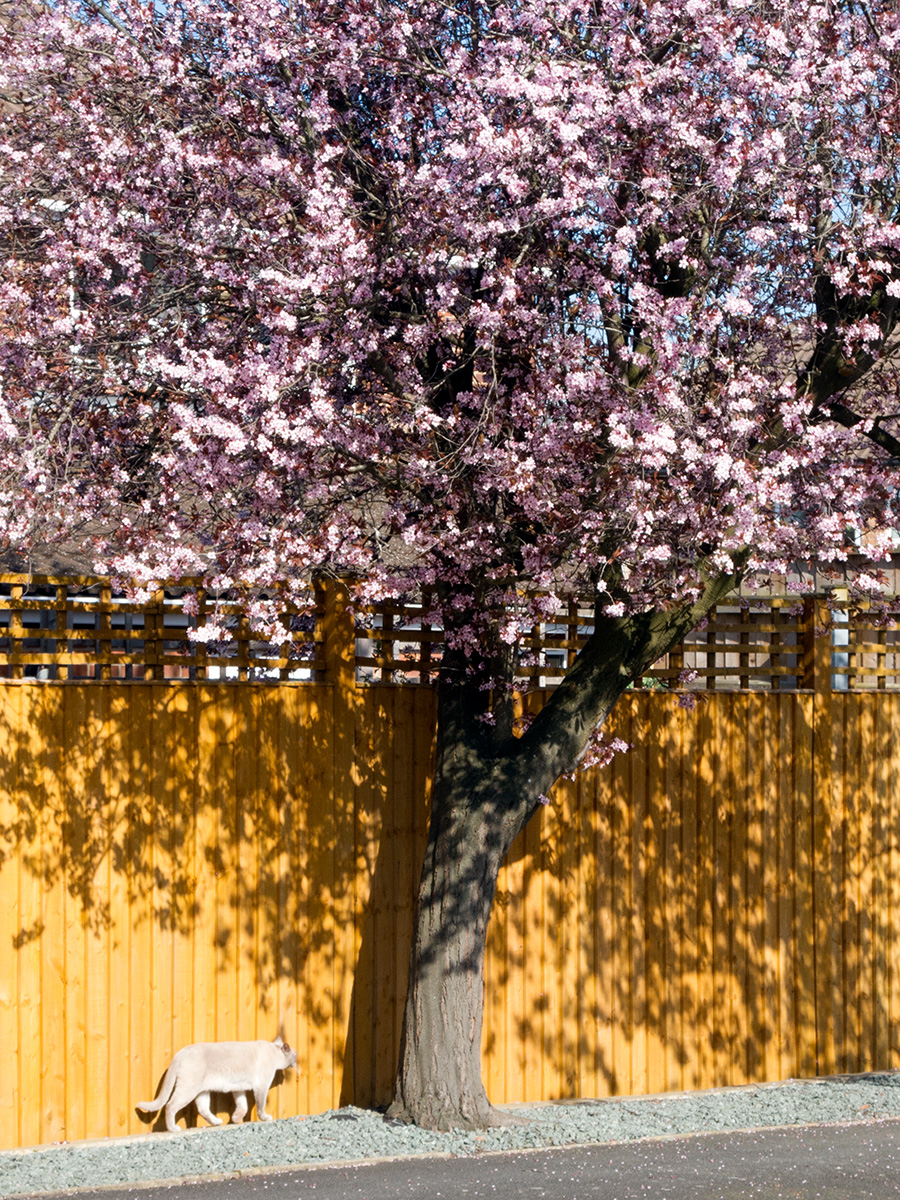 A cat walking beneath a blossom laden tree in Hucclecote, Gloucestershire