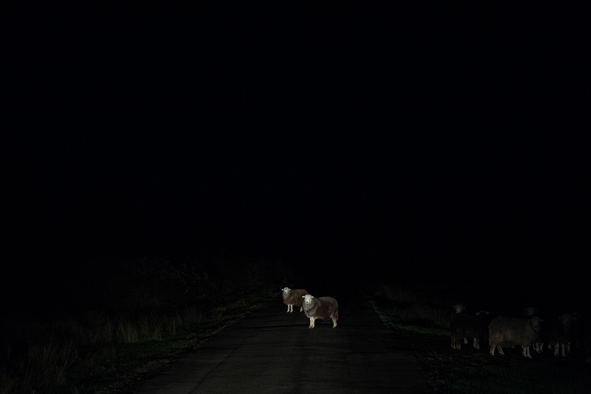 Sheep in the road on Castlemorton Common