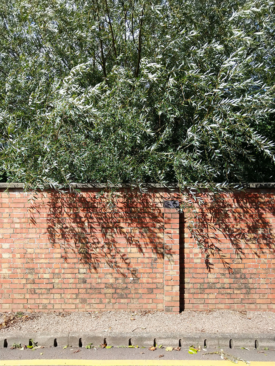 Foliage shadow on a brick wall marking the boundary of Gloucestershire Royal Hospital