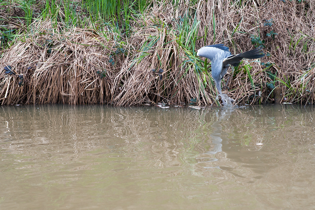 A heron fishing in the Stratford-upon-Avon Canal