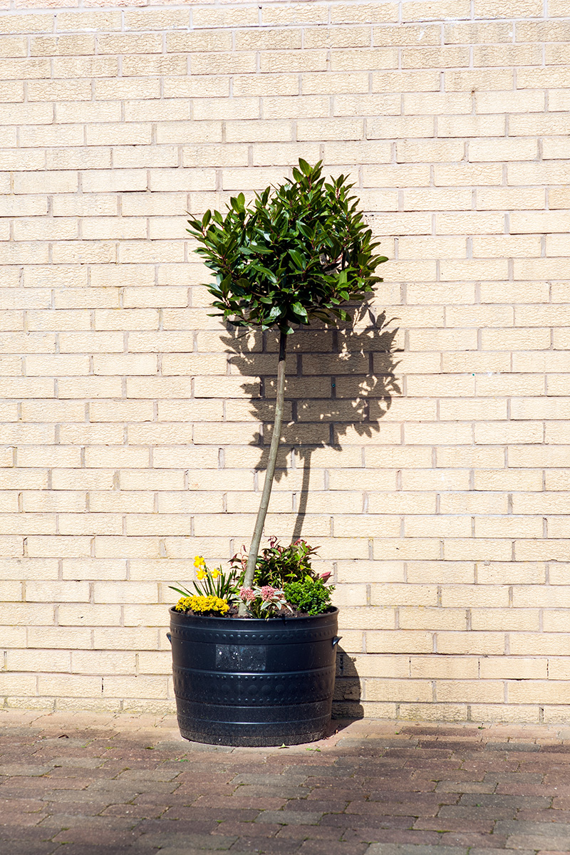 A tree in a pot with flowers around the tree's base, seen against a brick wall