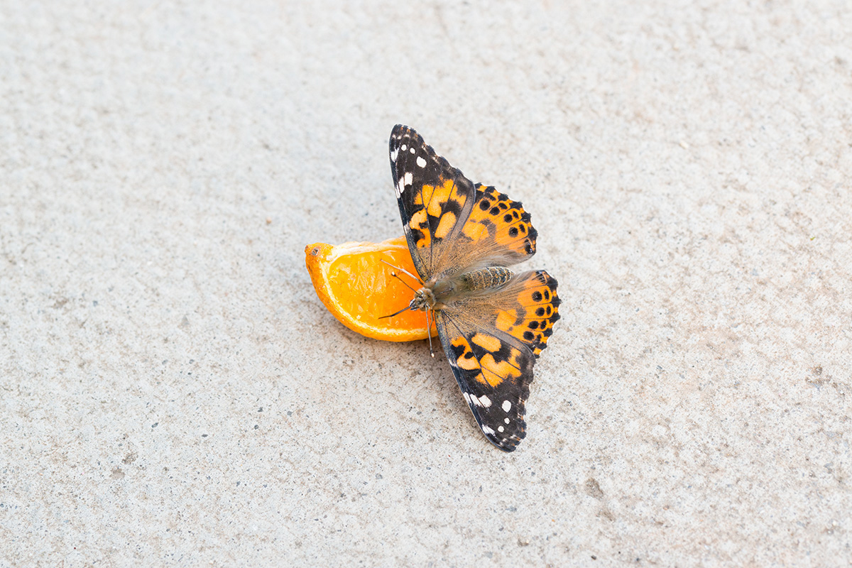 A painted lady eating a slice of orange