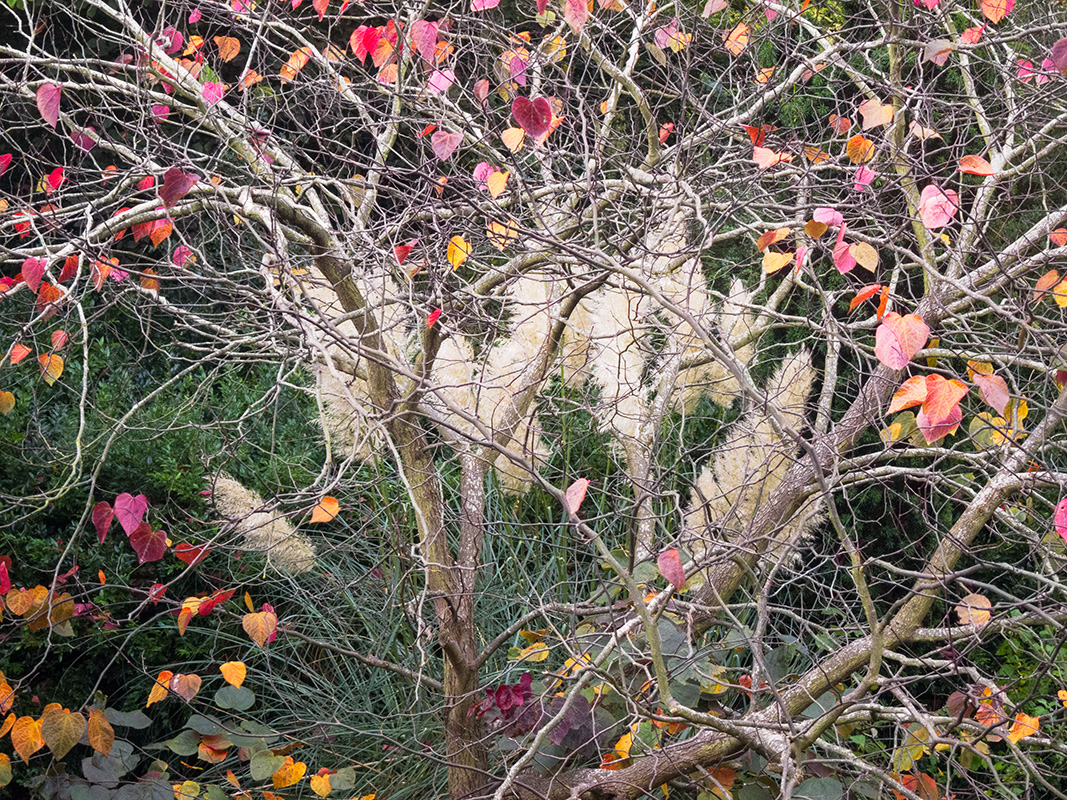 A garden in Autumn, viewed from above