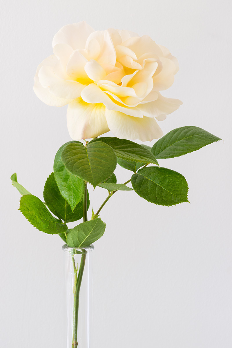 A long stem rose in a narrow glass vase