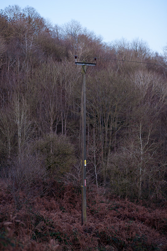 A telegraph pole in the wild