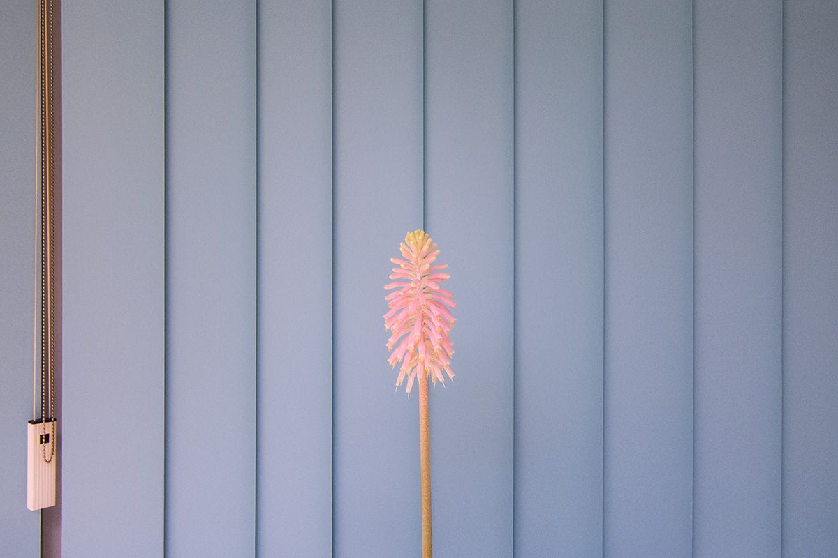 An exotic flower in front of office window blinds