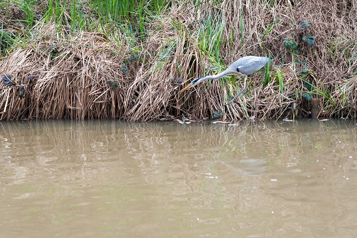 A heron fishing in the Stratford-upon-Avon Canal