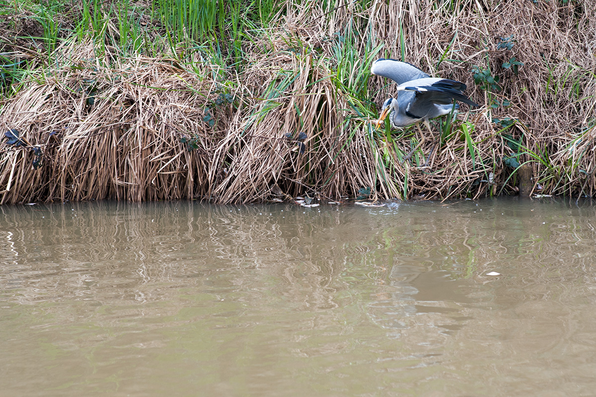 A heron fishing in the Stratford-upon-Avon Canal