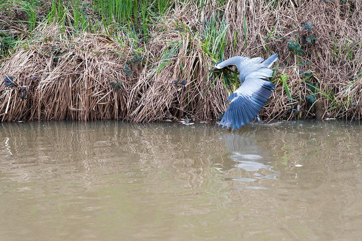 A heron fishing in the Stratford-upon-Avon Canal