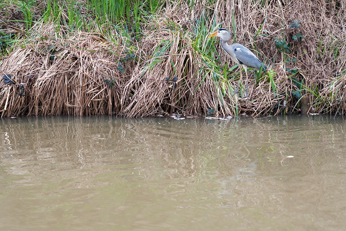 A heron fishing in the Stratford-upon-Avon Canal