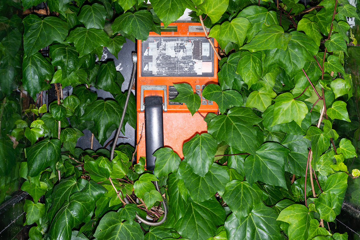 A telephone kiosk overgrown by a creeping plant, lit with flash