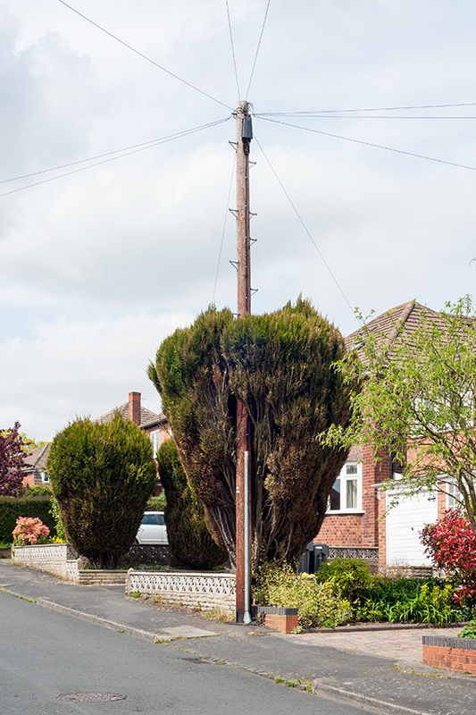 A telegraph pole through a fir tree, Hollywood, Worcestershire