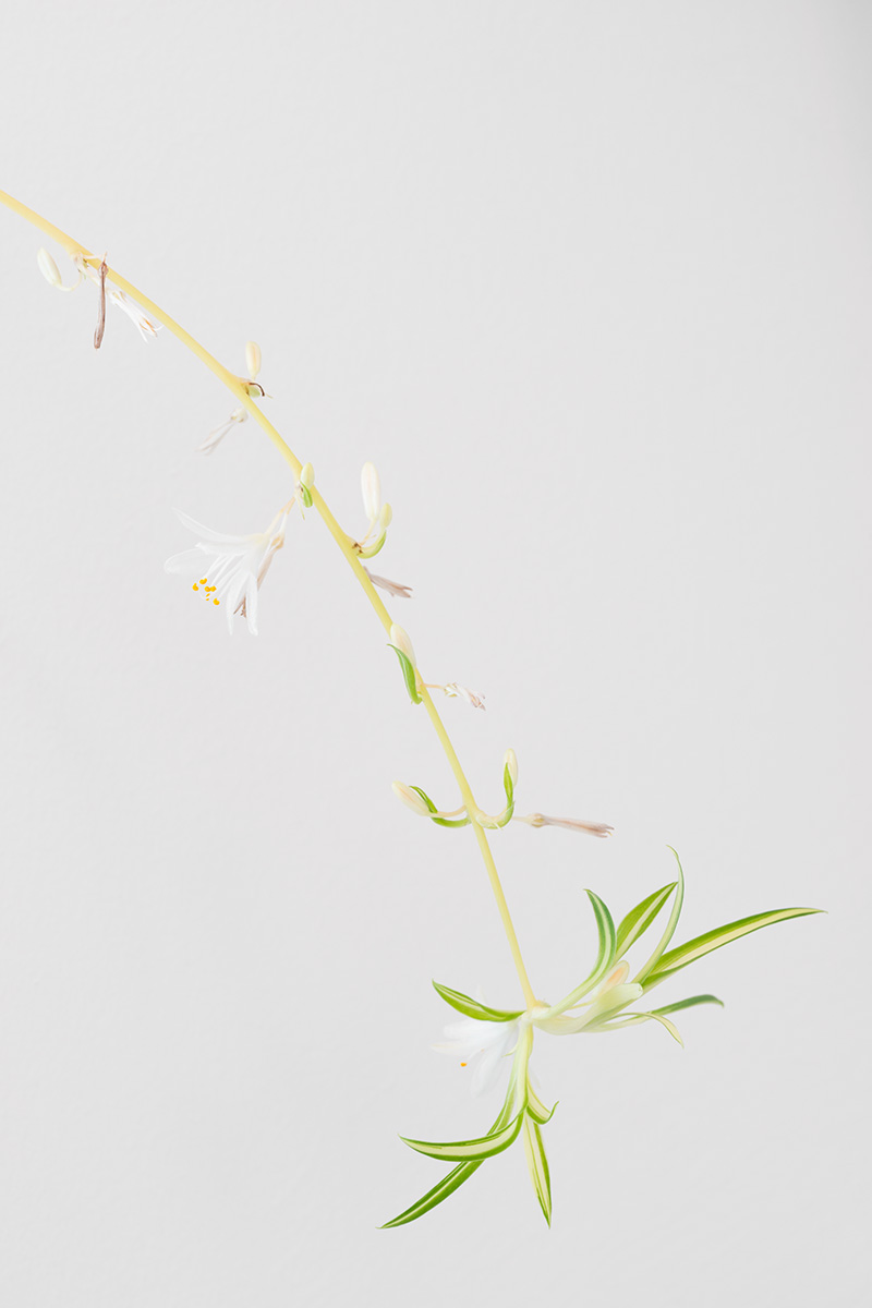 A spiderplant shoot with flowers and new plants