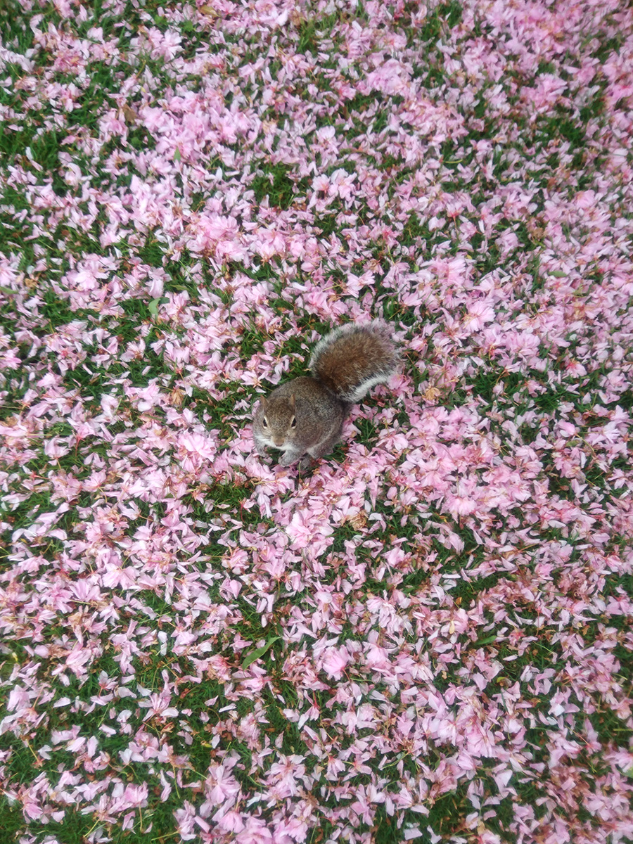 A grey squirrel standing amongst fallen blossom in Greenwich Park, Greenwich, London