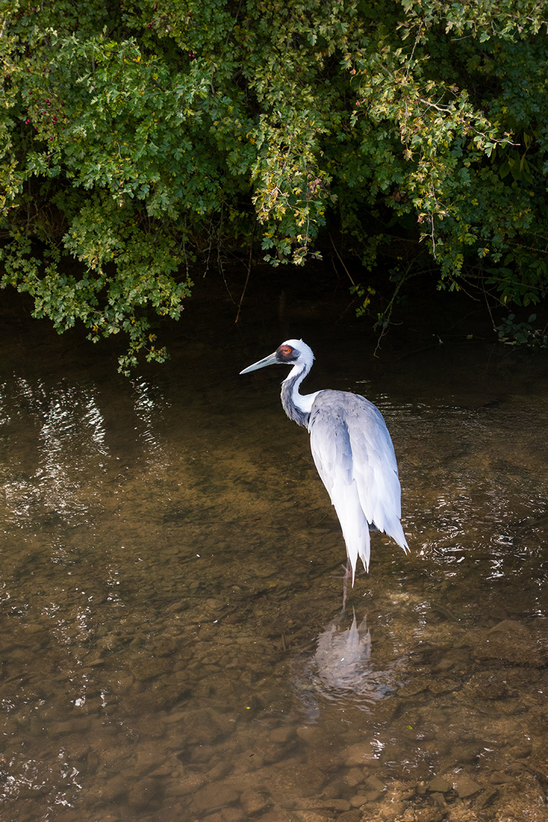 A white-naped crane on the River Windrush at Birdland, Bourton-on-the-Water