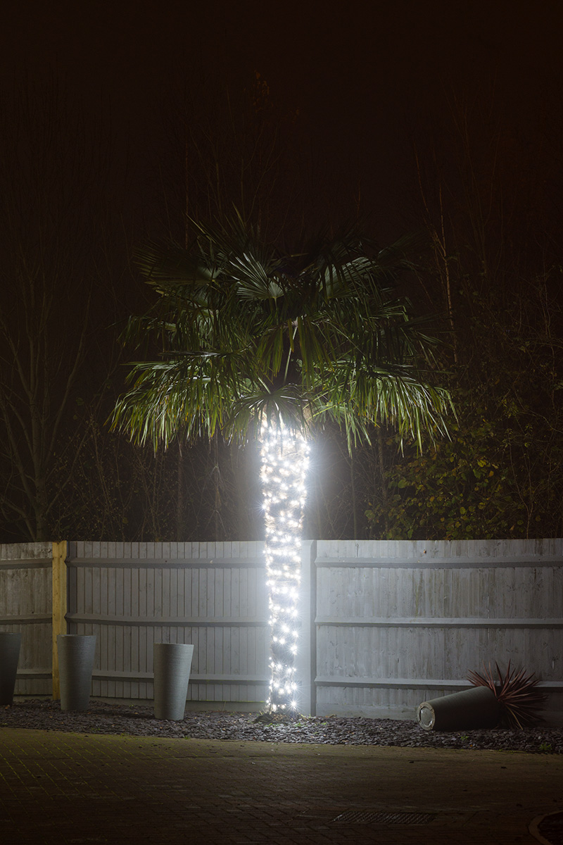 A palm tree the trunk of which is wrapped with decorative electic lights, seen against a grey fence with trees beyond