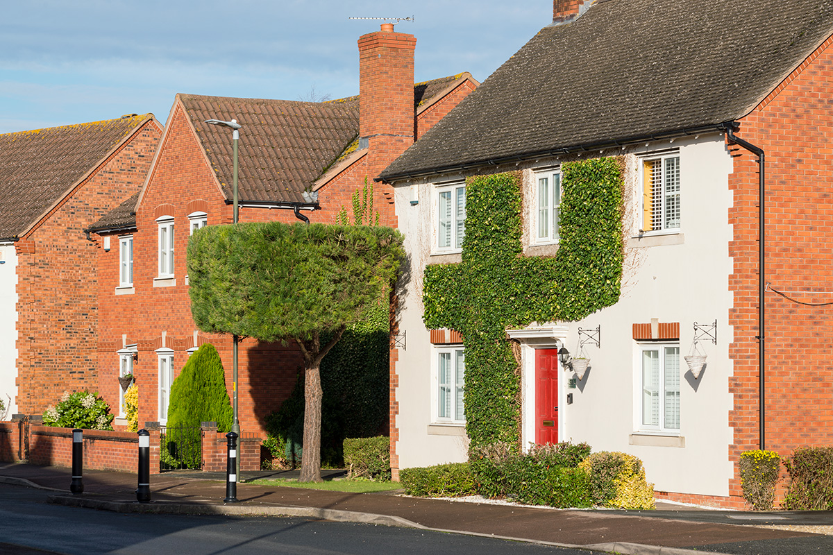 A shaped tree through which a lamppost is protruding, outside a house covered with ivy, cut back around the windows