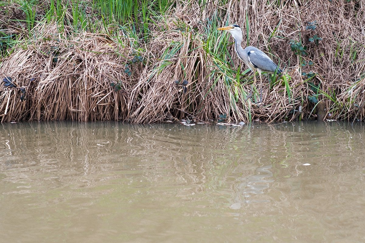 A heron fishing in the Stratford-upon-Avon Canal