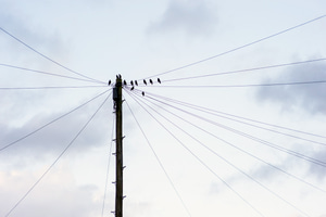 Birds on a telegraph pole