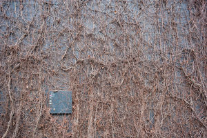 A wall with climbing plant