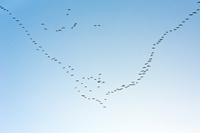 Hundreds of pink-footed geese migrating to Martin Mere, Lancashire, from Iceland