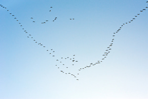 Hundreds of pink-footed geese migrating to Martin Mere, Lancashire, from Iceland