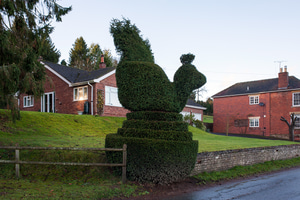 Chicken topiary