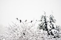 Pigeons in a snowstorm