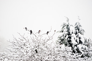 Pigeons in a snowstorm