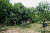 Volunteers being taught how to prune stoned-fruit trees at Kenworthy Orchard, a community orchard near Chorlton Water Park.