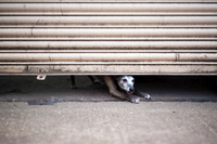 A whippet squeezing under a roller shutter at an industrial unit