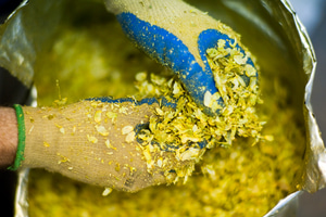 Colin Stronge separating hops at Marble Beer's new brewery