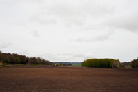A recently planted barley field at Old Allangrange Farm, bordered by trees
