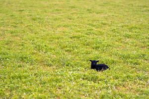 A newborn Hebridean lamb on Old Allangrange Farm, Black Isle